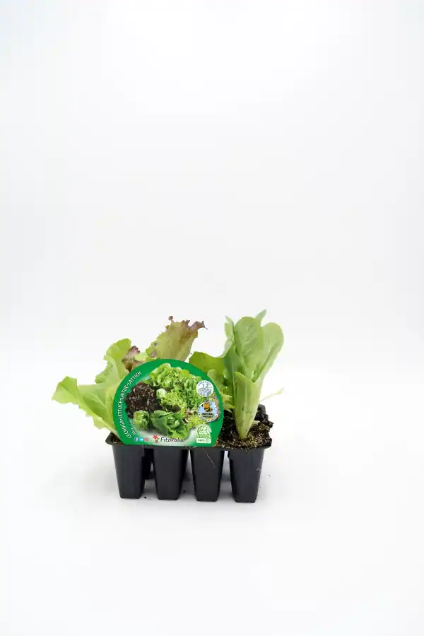 Verde, lechuga ecológica en maceta, cultivo orgánico, huerto biodinámico, agricultura sostenible, producto natural, huerto.bio, frescura y calidad, plantas sanas para consumo saludable, horticultura ecológica, semillas ecológicas.