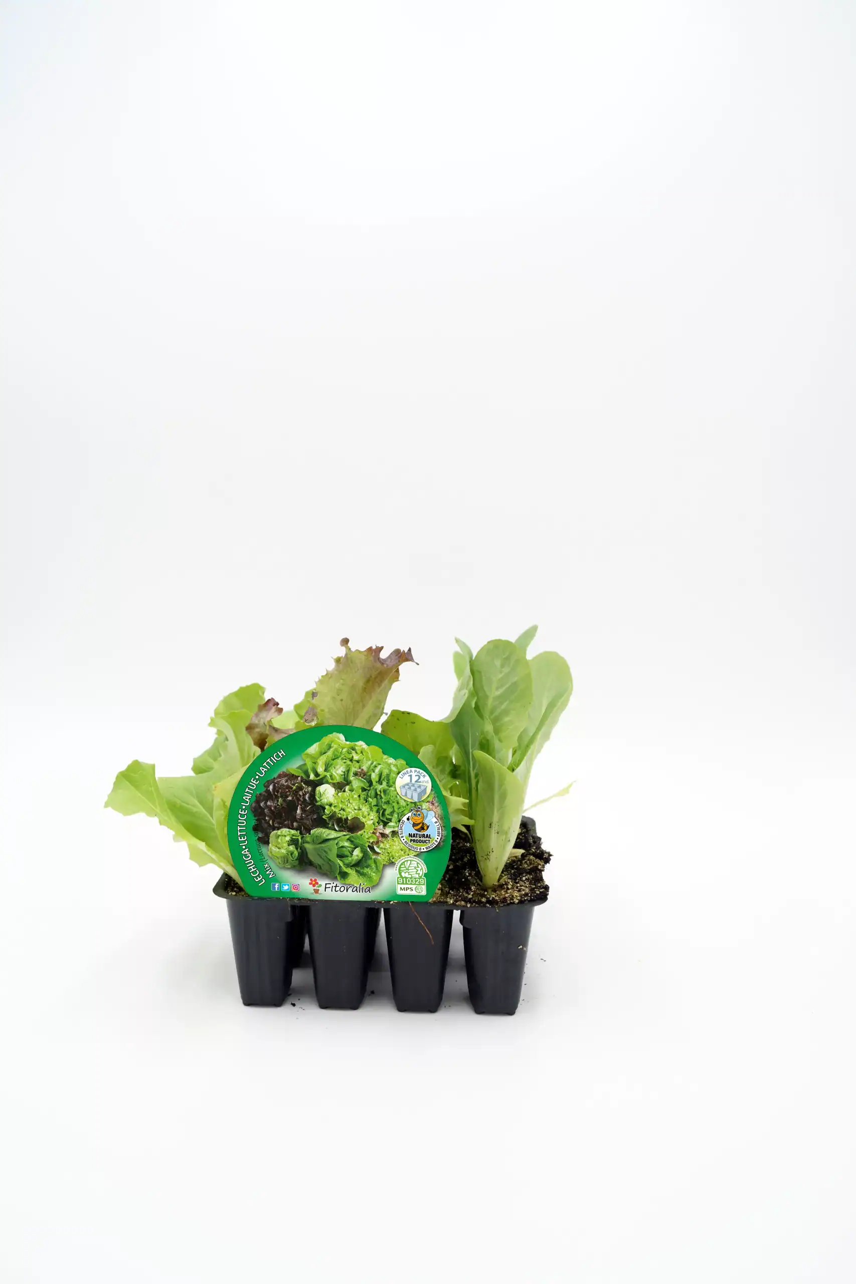 Verde, lechuga ecológica en maceta, cultivo orgánico, huerto biodinámico, agricultura sostenible, producto natural, huerto.bio, frescura y calidad, plantas sanas para consumo saludable, horticultura ecológica, semillas ecológicas.