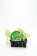 Mini lechuga ecológica en maceta, cultivo orgánico, lámpara HD, hortalizas saludables, huerto urbano, agricultura sostenible, semillas ecológicas, kit de cultivo, comida saludable, agricultura ecológica, huerto casero, productos naturales.