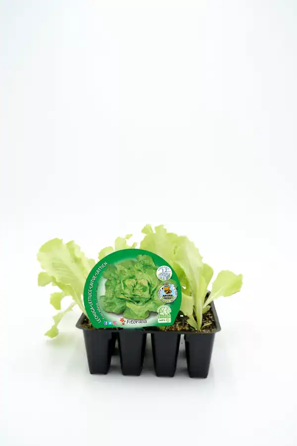Mini lechuga ecológica en maceta, cultivo orgánico, lámpara HD, hortalizas saludables, huerto urbano, agricultura sostenible, semillas ecológicas, kit de cultivo, comida saludable, agricultura ecológica, huerto casero, productos naturales.