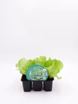 Jardín de lechuga orgánica en maceta, cultivo ecológico y saludable, ideal para huertos urbanos y alimentación natural, cultivo en casa con semillas certificadas.