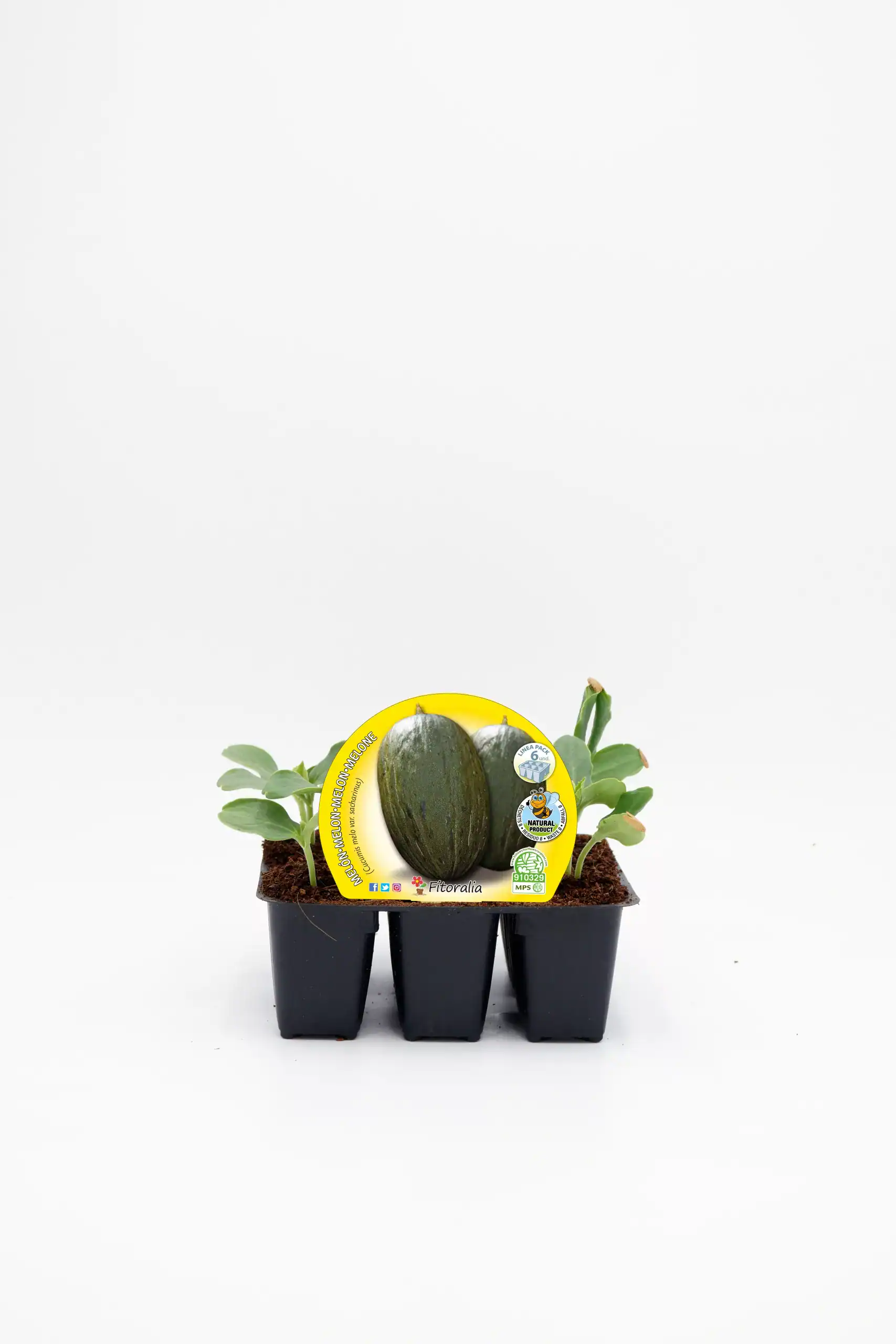 Jardinería ecológica con plantas de pepino en maceta pequeña para huerto urbano en casa. Cultivo orgánico de pepinos frescos y saludables en un huerto bio de fácil cuidado.