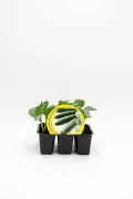 Froi de pepino en maceta para huerto urbano, cultivo ecológico, semillas de calidad, fácil de plantar, ideal para agricultura ecológica, semillas ecológicas para hogar, crecimiento saludable.