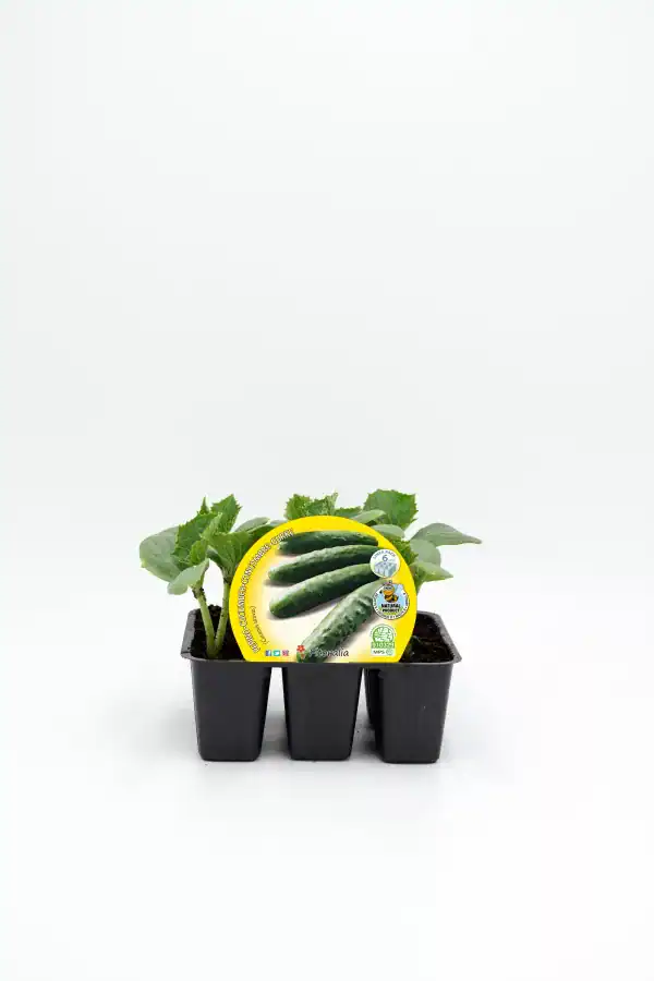 Froi de pepino en maceta para huerto urbano, cultivo ecológico, semillas de calidad, fácil de plantar, ideal para agricultura ecológica, semillas ecológicas para hogar, crecimiento saludable.