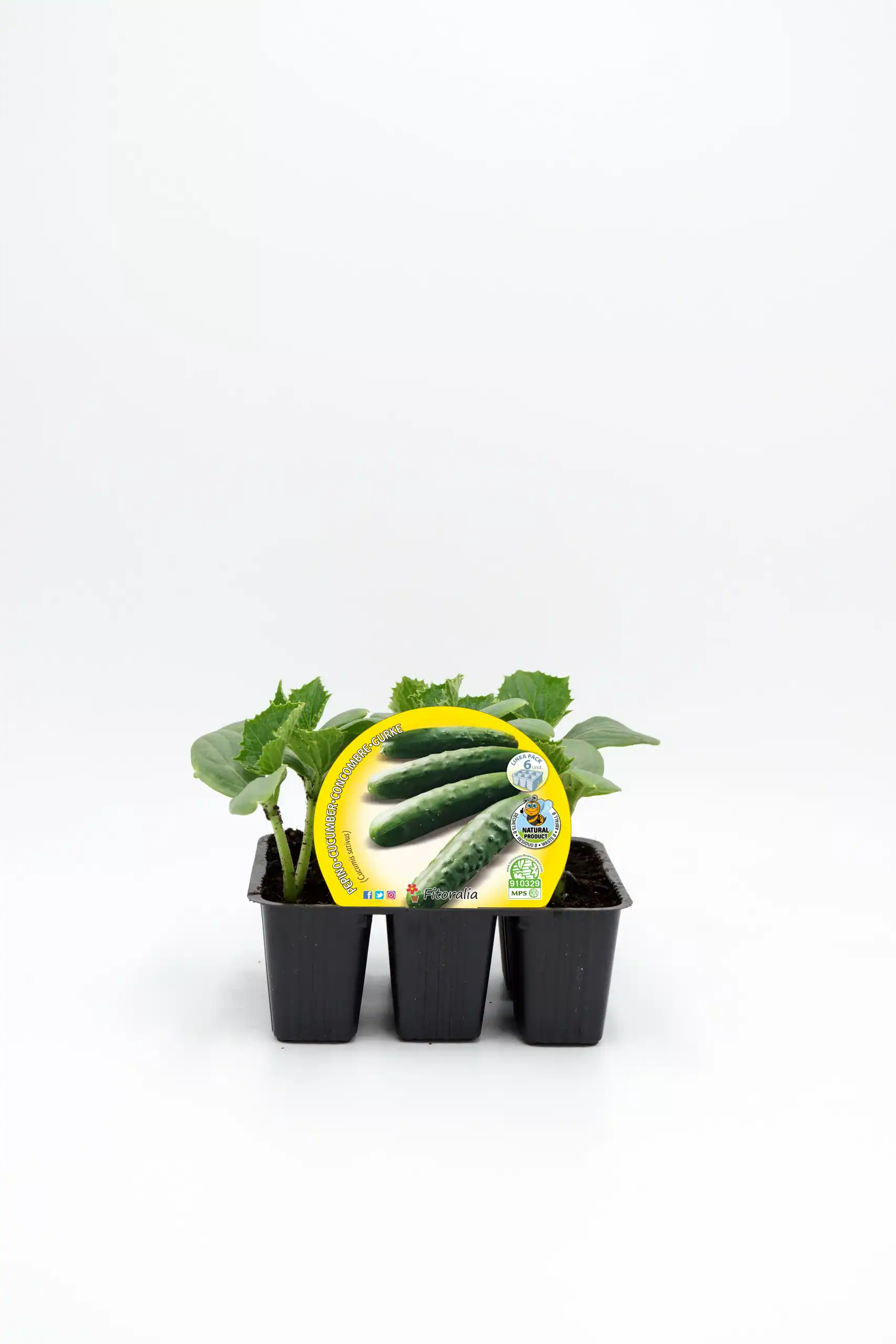 Froi de pepino en maceta para huerto urbano, cultivo ecológico, semillas de calidad, fácil de plantar, ideal para agricultura ecológica, semillas ecológicas para hogar, crecimiento saludable.