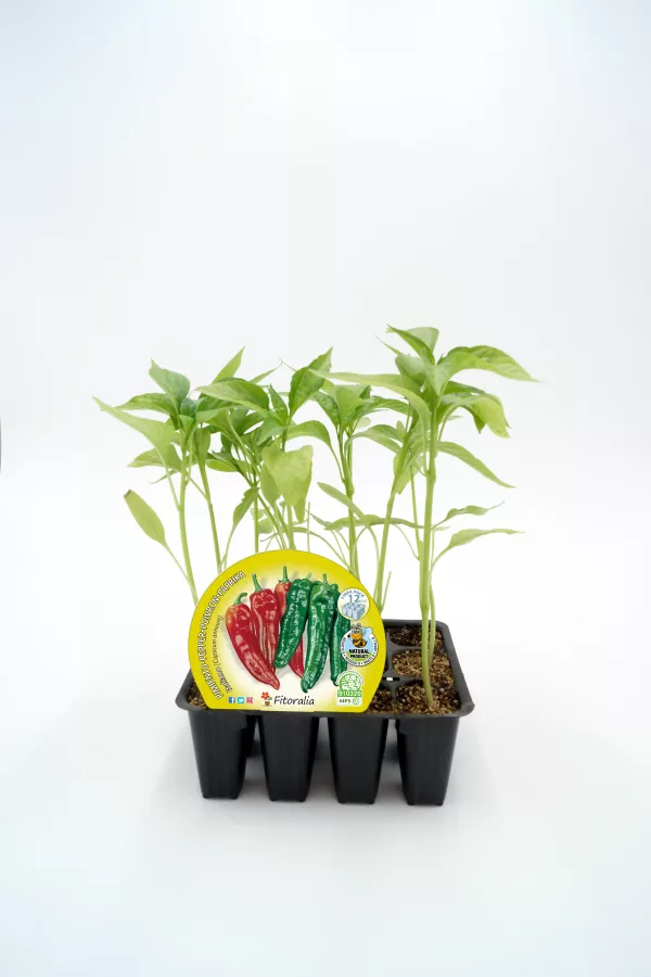 Chiles picantes ecológicos en maceta, semillas para cultivar pimientos, recursos de huerto.bio.