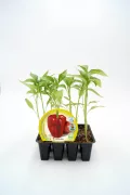 Plantón de pimiento rojo en maceta, cultivo ecológico, huerto urbano y agricultura sostenible, ideal para jardinería casera y gastronomía saludable.