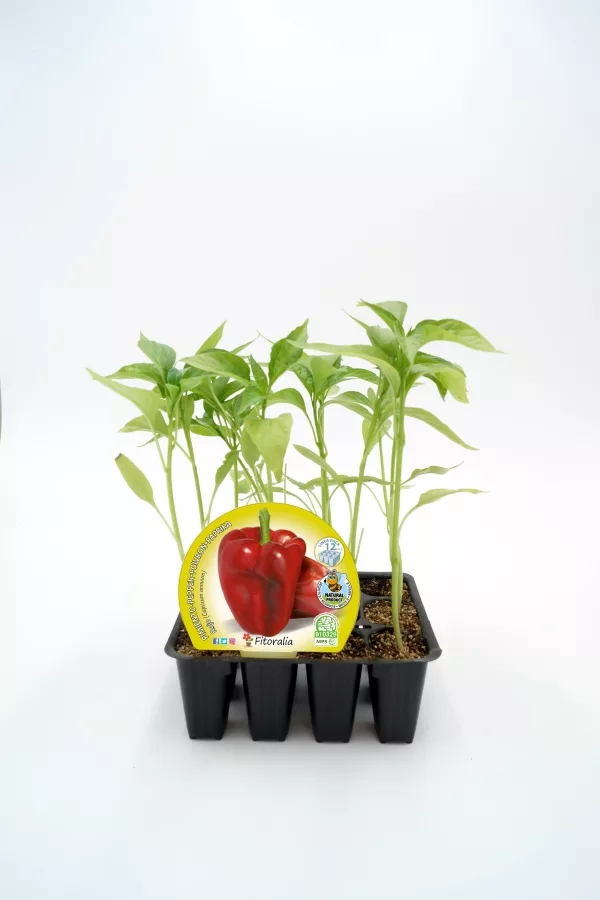 Plantón de pimiento rojo en maceta, cultivo ecológico, huerto urbano y agricultura sostenible, ideal para jardinería casera y gastronomía saludable.