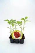 Verdolaga en maceta, planta hortícola ecológica para cultivo en casa, saludable y orgánica. Ideal para huertos urbanos y agricultura sostenible, cultivando verduras frescas en tu hogar.