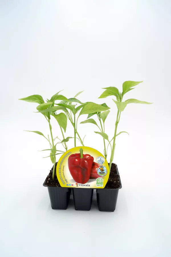 Verdolaga en maceta, planta hortícola ecológica para cultivo en casa, saludable y orgánica. Ideal para huertos urbanos y agricultura sostenible, cultivando verduras frescas en tu hogar.
