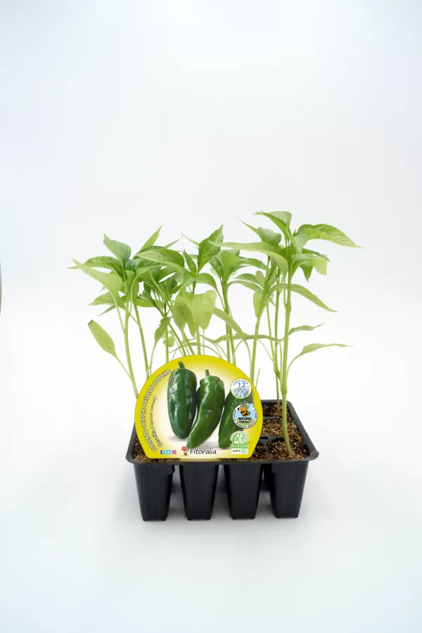 Jalapeños en maceta con plántulas de jalapeño y etiqueta de semillas orgánicas.