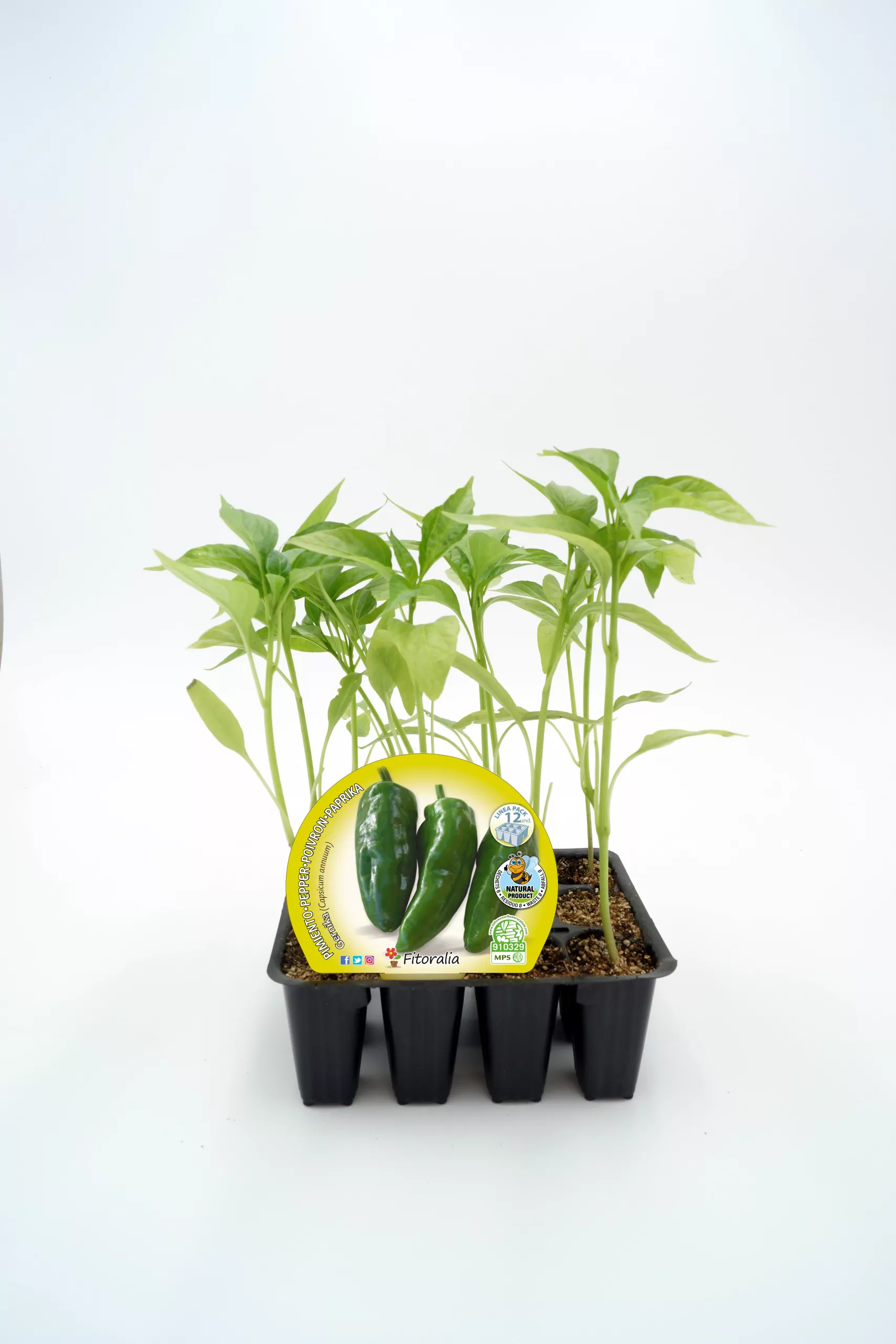 Jalapeños en maceta con plántulas de jalapeño y etiqueta de semillas orgánicas.