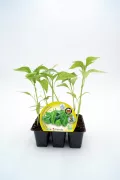 Verdolaga en maceta, cultivo de hortalizas ecológicas, planta saludable para huertos orgánicos, semillas de calidad para agricultura biológica, cultivo ecológico en hogar.