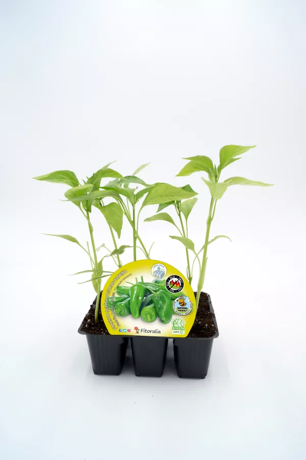 Verdolaga en maceta, cultivo de hortalizas ecológicas, planta saludable para huertos orgánicos, semillas de calidad para agricultura biológica, cultivo ecológico en hogar.