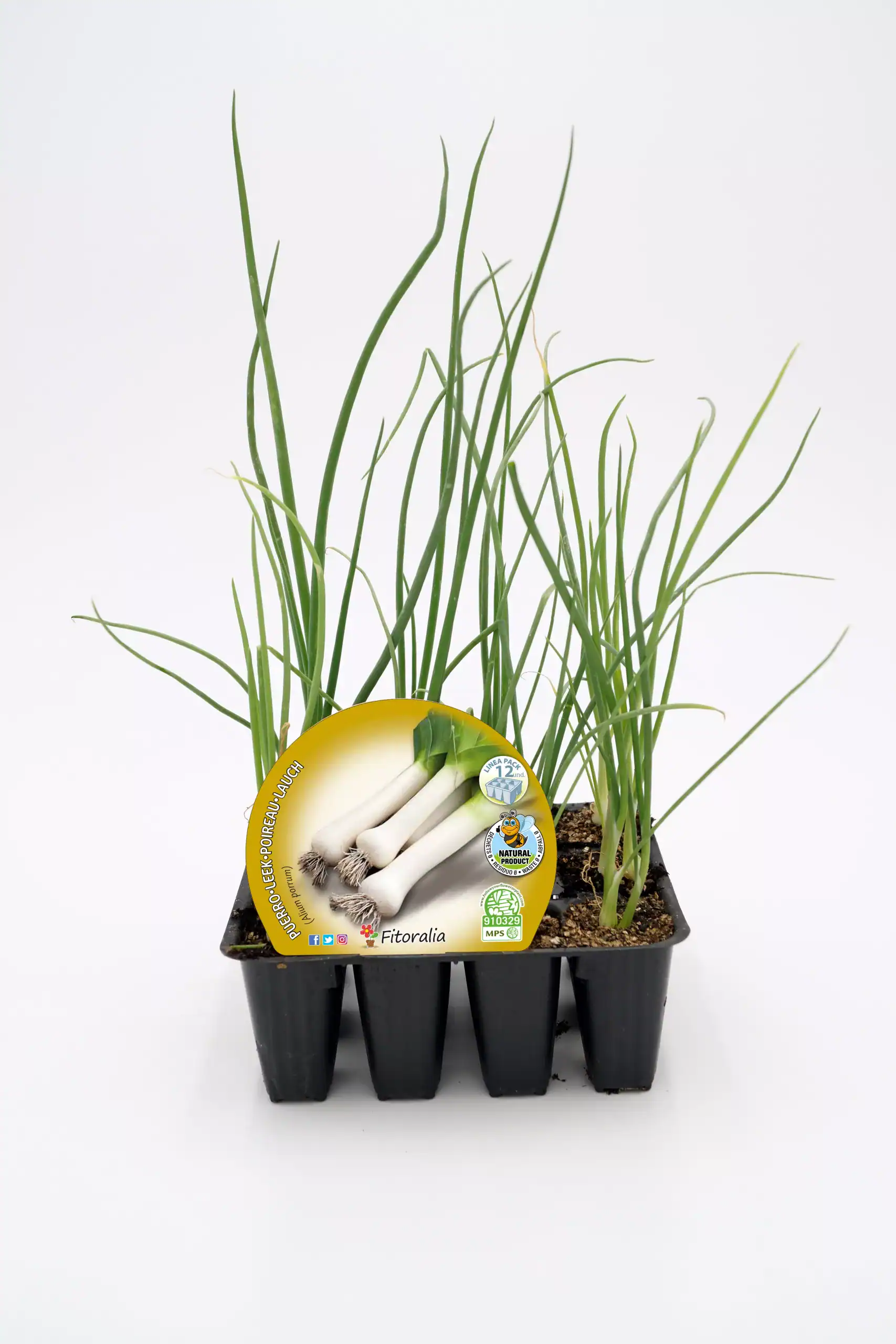 Hierba de cebolla de huerto ecológico en bandeja de semillas, planta aromática natural, cultivo orgánico, ideal para huertos urbanos y jardinería ecológica, promoción de la agricultura sostenible.
