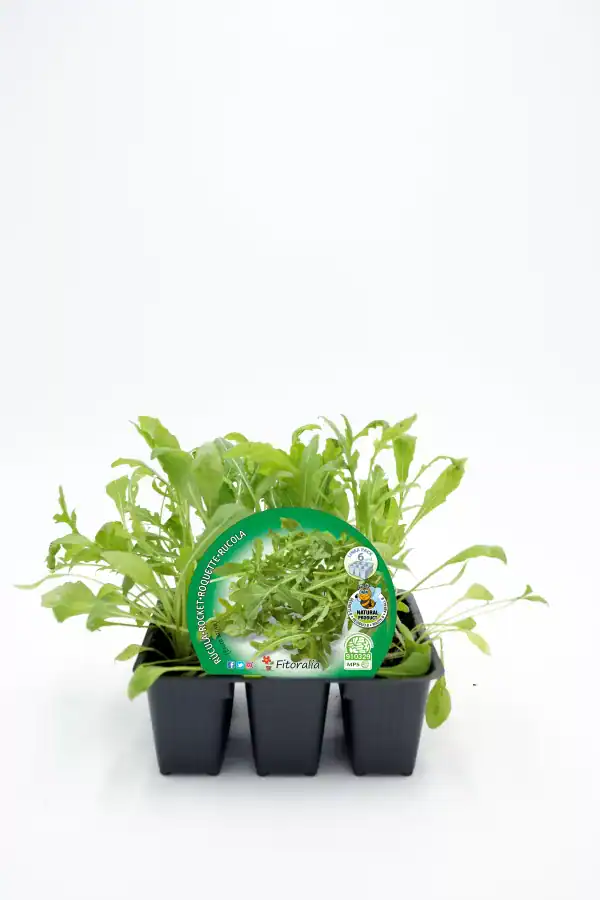 Mini huerto de roquett y rúcula en maceta ecológica para cultivo tradicional y en casa en Huerto.Bio. Ideal para dar un toque fresco y saludable a tu alimentación.