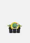 Variedad de semillas de sandía en miniatura en maceta con plantines jóvenes y etiqueta de la marca Huerto.Bio, ideal para cultivo ecológico y agricultura urbana.