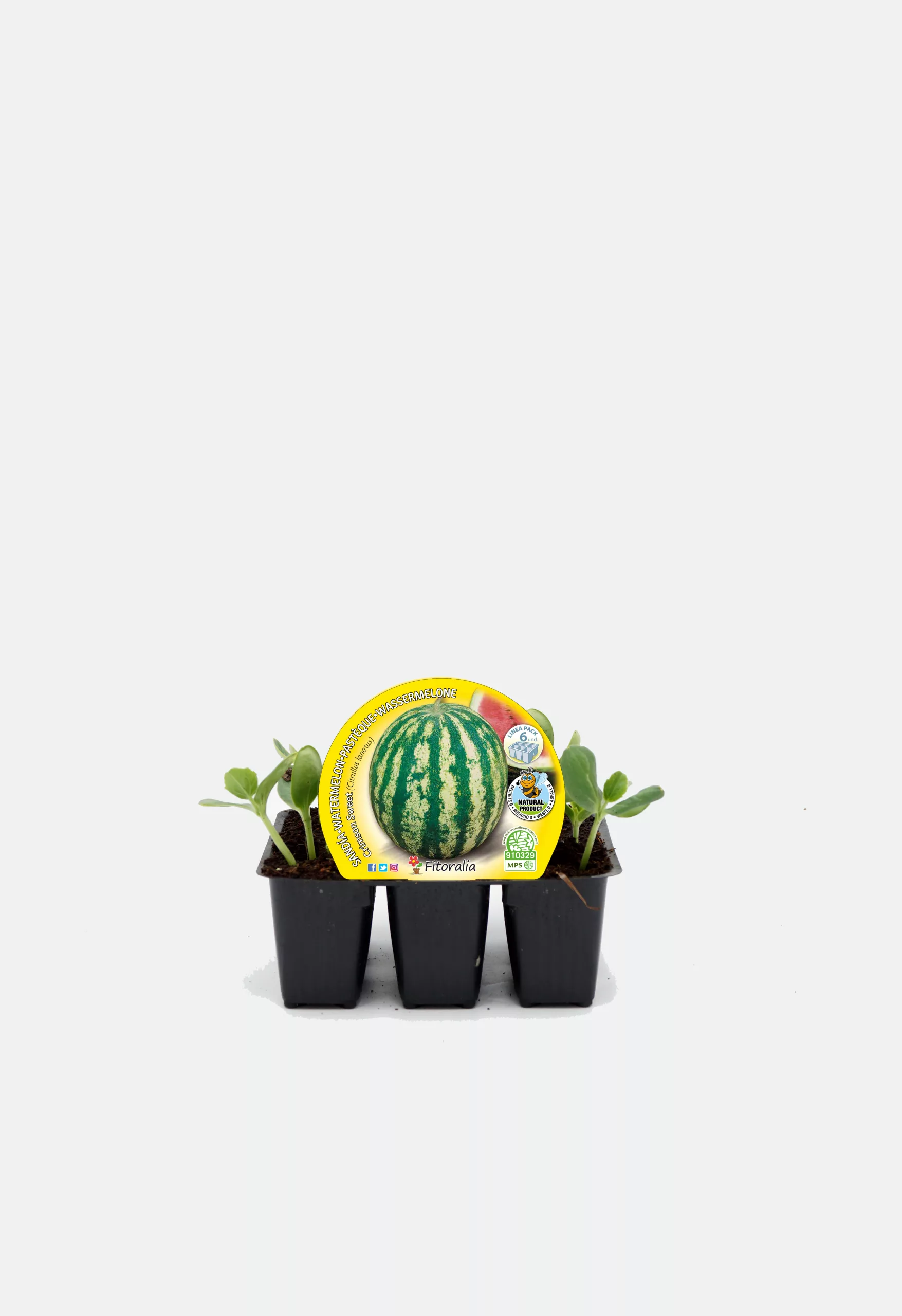 Variedad de semillas de sandía en miniatura en maceta con plantines jóvenes y etiqueta de la marca Huerto.Bio, ideal para cultivo ecológico y agricultura urbana.