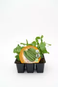 Cuerpo de la planta de guisante en maceta con etiqueta de semillas, cultivo ecológico y orgánico, crecimiento saludable, huerto biodinámico, agricultura sustentable, huerto.bio.
