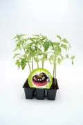 Tomatera en maceta, cultivo ecológico y semillas de alta calidad - Huerto.Bio.