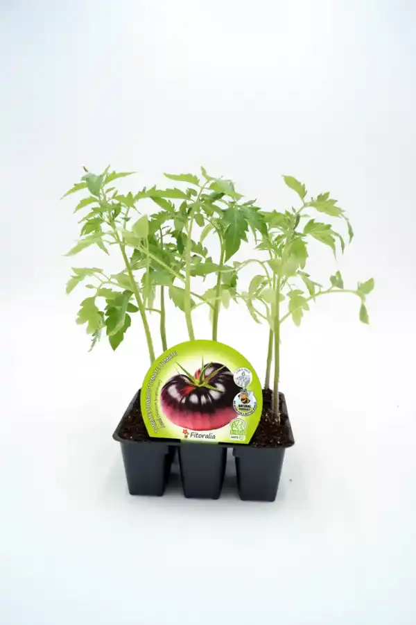 Tomatera en maceta, cultivo ecológico y semillas de alta calidad - Huerto.Bio.