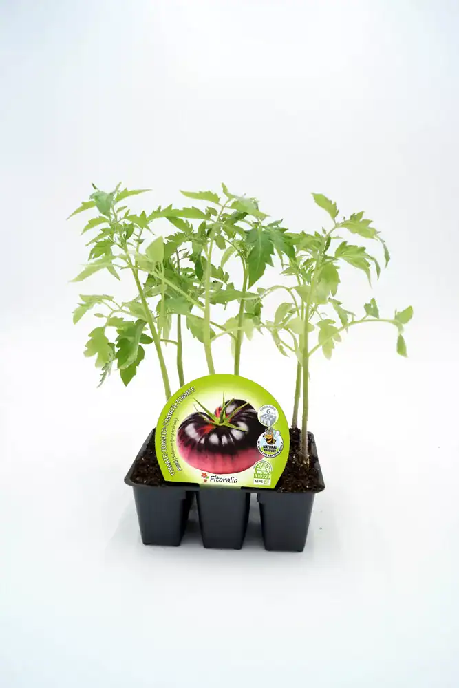 Tomatera en maceta, cultivo ecológico y semillas de alta calidad - Huerto.Bio.