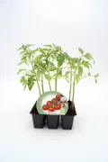 Tomatera en maceta, cultivo ecológico, huerto biológico, semillas de tomate, agricultura sostenible, huerto orgánico, planta de tomate, sembrar en casa, huerto urbano, productos ecológicos.