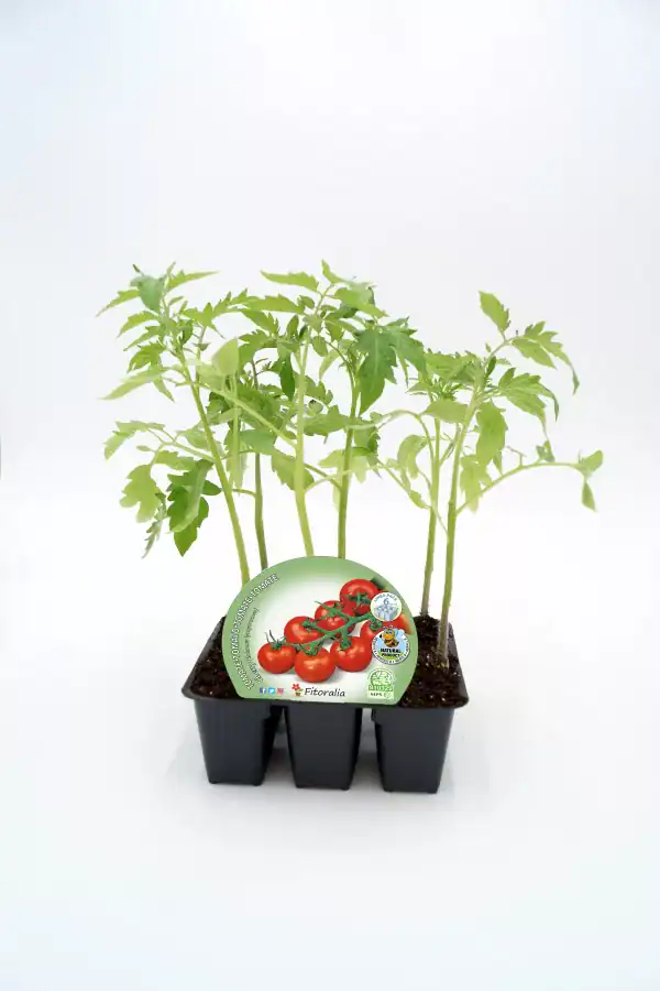 Tomatera en maceta, cultivo ecológico, huerto biológico, semillas de tomate, agricultura sostenible, huerto orgánico, planta de tomate, sembrar en casa, huerto urbano, productos ecológicos.
