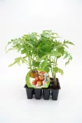 Tomatera en maceta, planta de tomate joven, cultivo ecológico, huerto urbano, semillas de tomate Fitoralia.