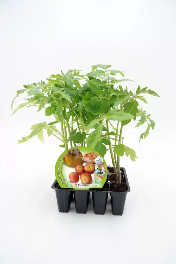 Tomatera en maceta, planta de tomate joven, cultivo ecológico, huerto urbano, semillas de tomate Fitoralia.