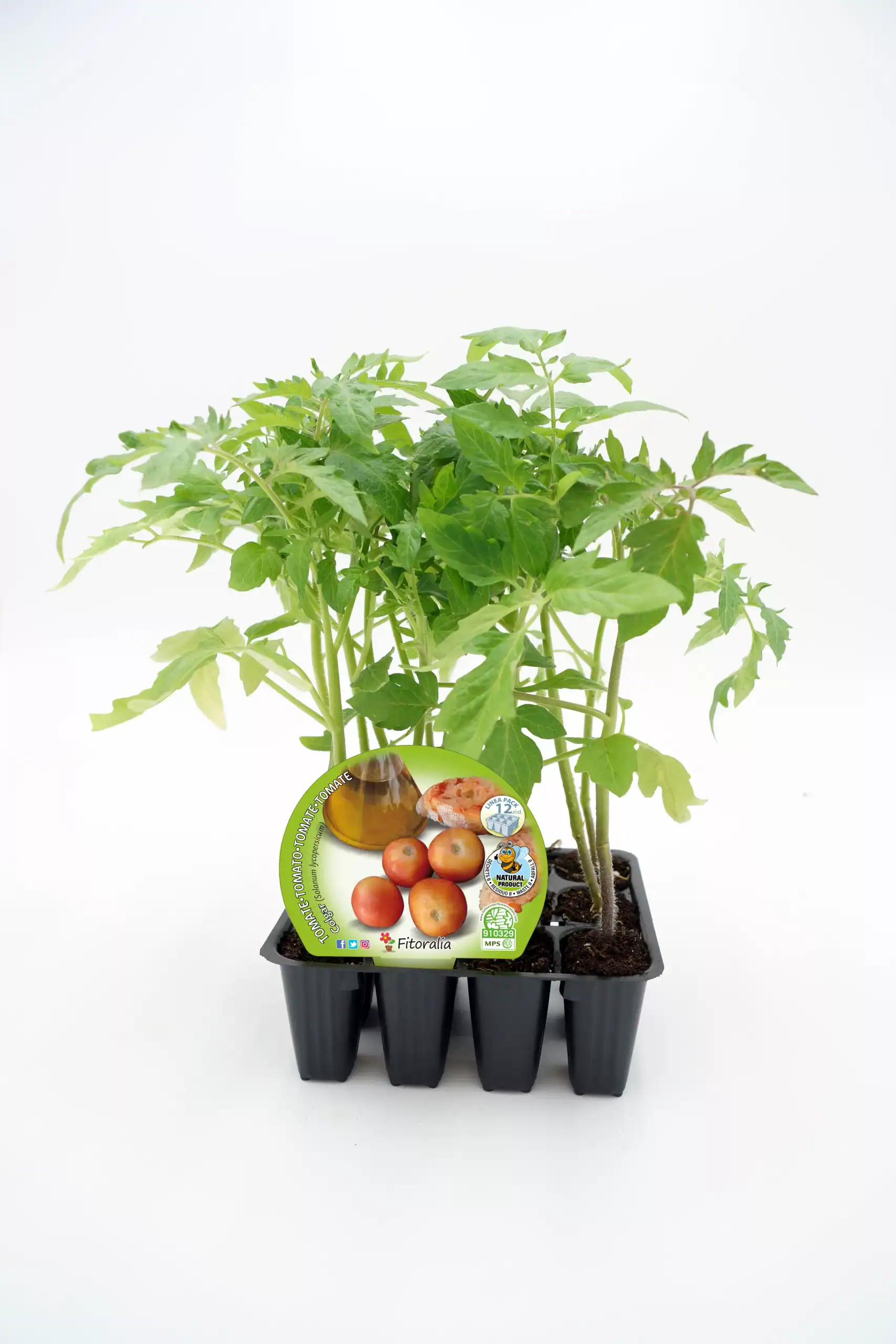 Tomatera en maceta, planta de tomate joven, cultivo ecológico, huerto urbano, semillas de tomate Fitoralia.