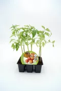 Jugadores de tomate en maceta, cultivo ecológico de tomates en casa, huerto urbano, semillas de tomate bio para plantar, jardín orgánico, agricultura sostenible.