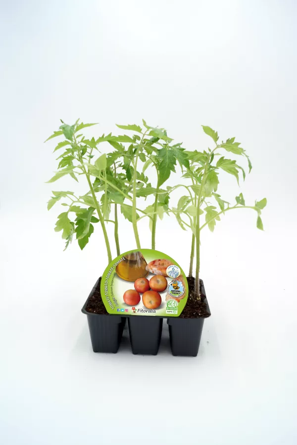 Jugadores de tomate en maceta, cultivo ecológico de tomates en casa, huerto urbano, semillas de tomate bio para plantar, jardín orgánico, agricultura sostenible.