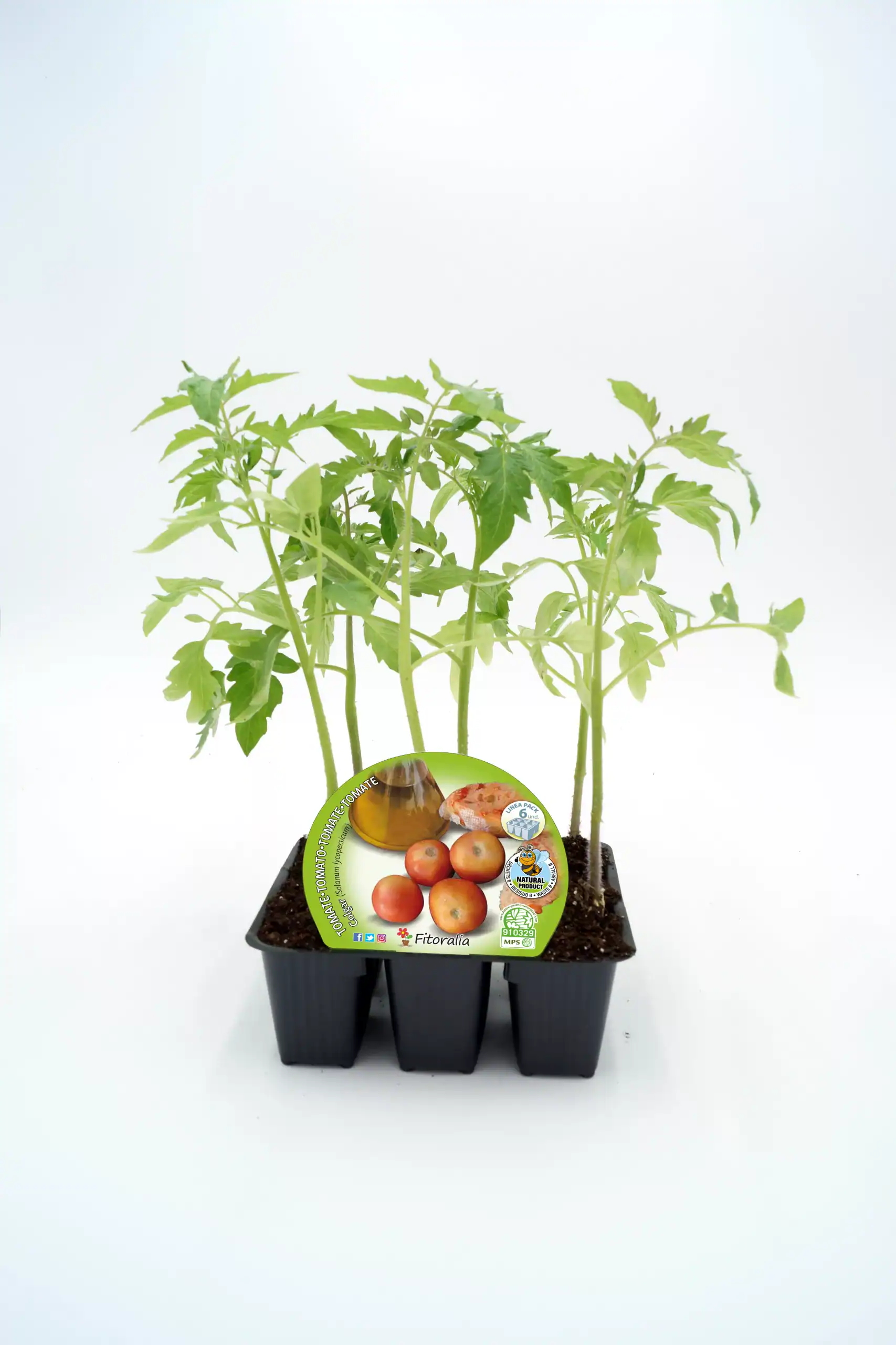 Jugadores de tomate en maceta, cultivo ecológico de tomates en casa, huerto urbano, semillas de tomate bio para plantar, jardín orgánico, agricultura sostenible.