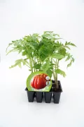 Tomatera en maceta, cultivo ecológico, huerto bio, plantas de tomate saludables y orgánicas, ideales para huertos urbanos y caseros.