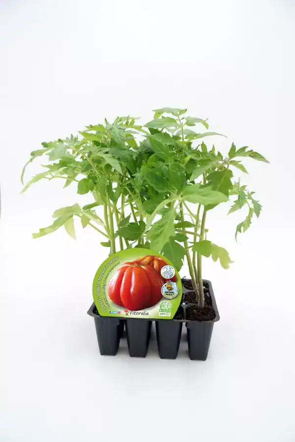 Tomatera en maceta, cultivo ecológico, huerto bio, plantas de tomate saludables y orgánicas, ideales para huertos urbanos y caseros.