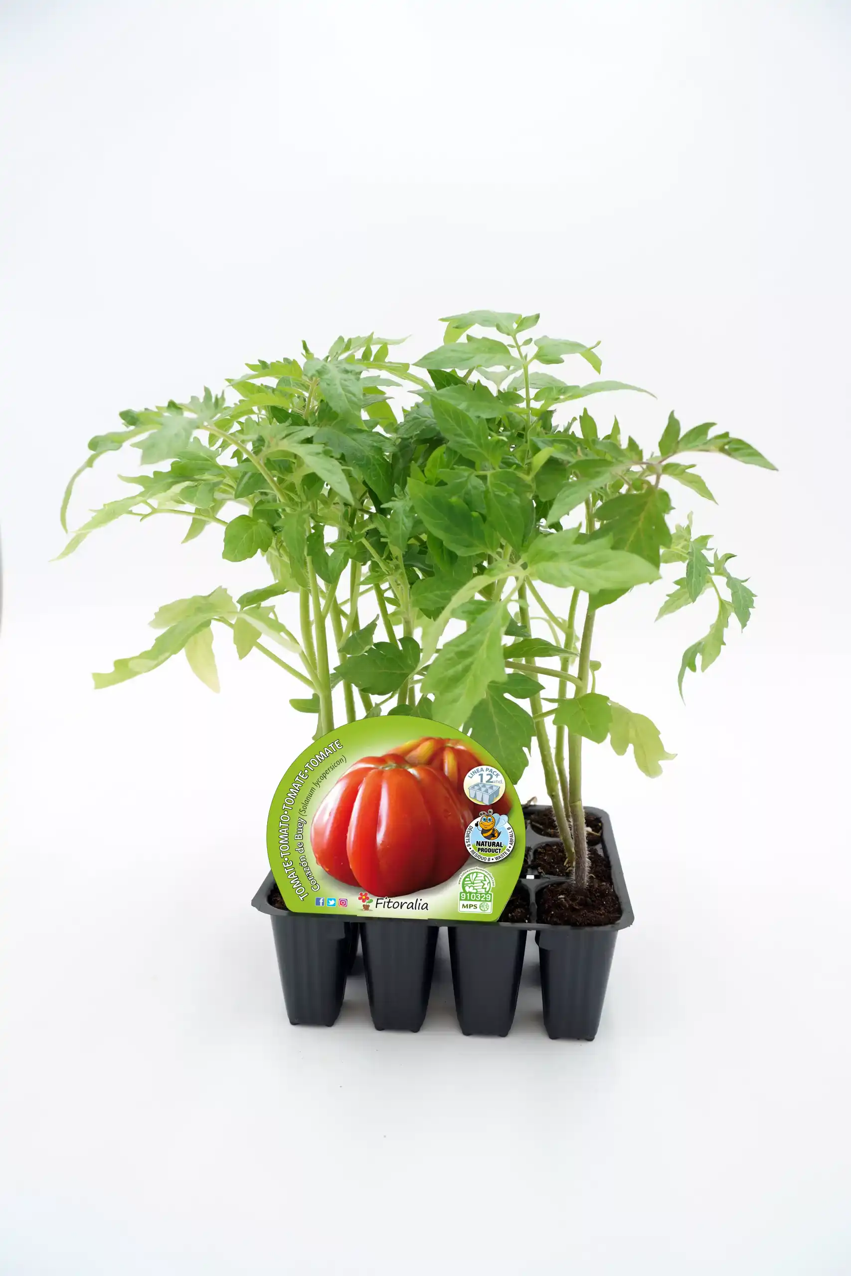 Tomatera en maceta, cultivo ecológico, huerto bio, plantas de tomate saludables y orgánicas, ideales para huertos urbanos y caseros.