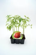 Tomatera en maceta, planta de tomate ecológico en etapa de crecimiento, cultivo sostenible de tomate en jardinería urbana, huerto ecológico de tomate en casa, cultivo de tomate orgánico en espacio reducido.