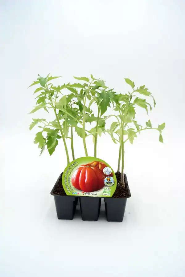 Tomatera en maceta, planta de tomate ecológico en etapa de crecimiento, cultivo sostenible de tomate en jardinería urbana, huerto ecológico de tomate en casa, cultivo de tomate orgánico en espacio reducido.