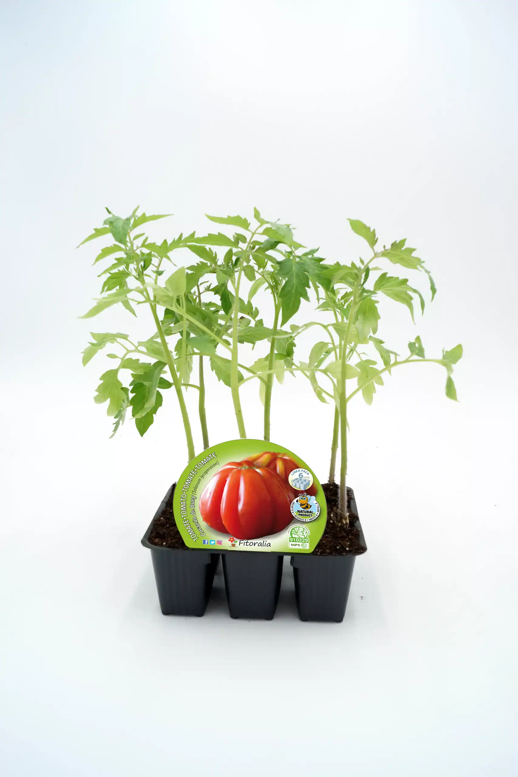 Tomatera en maceta, planta de tomate ecológico en etapa de crecimiento, cultivo sostenible de tomate en jardinería urbana, huerto ecológico de tomate en casa, cultivo de tomate orgánico en espacio reducido.
