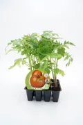 Tomatera Fitoralia en maceta, planta de tomate en crecimiento con hojas verdes y saludables, ideal para jardinería ecológica y cultivo de alimentos orgánicos.