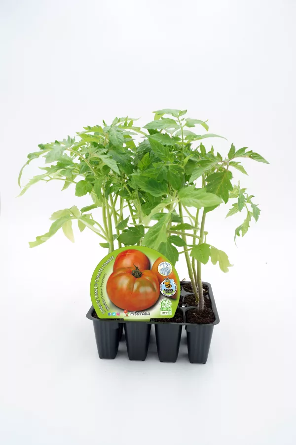 Tomatera Fitoralia en maceta, planta de tomate en crecimiento con hojas verdes y saludables, ideal para jardinería ecológica y cultivo de alimentos orgánicos.