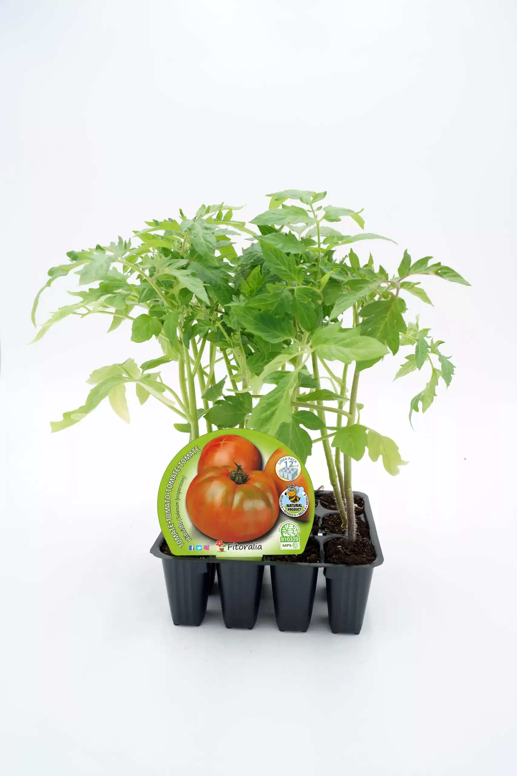 Tomatera Fitoralia en maceta, planta de tomate en crecimiento con hojas verdes y saludables, ideal para jardinería ecológica y cultivo de alimentos orgánicos.