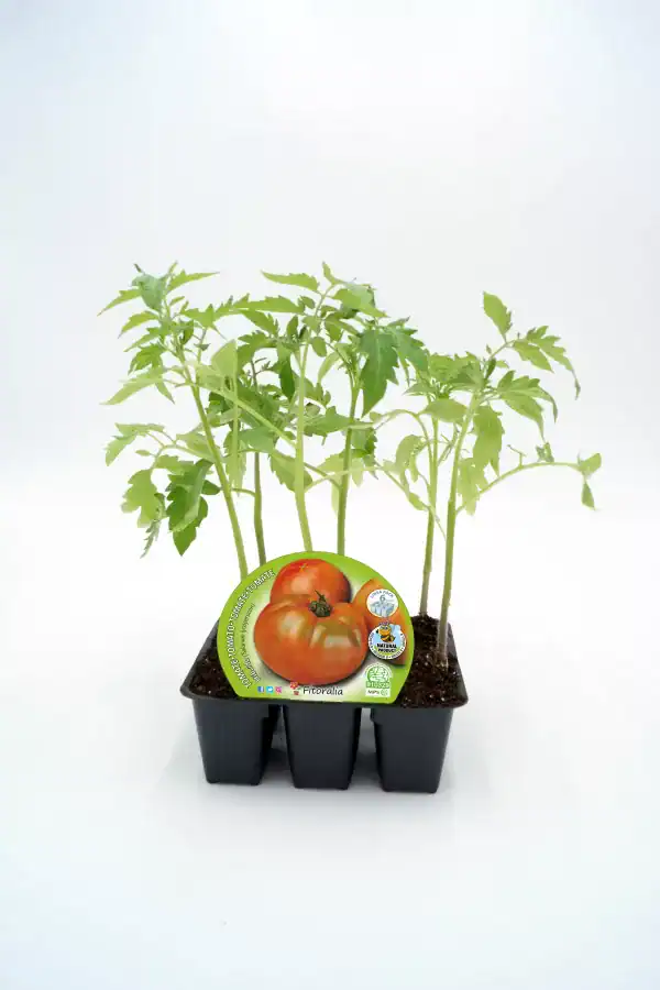 Tomatera orgánica en maceta, cultivo de tomate de huerto ecológico, plantas de tomate frescas, agricultura sostenible, agricultura ecológica, huerto urbano, semillas de tomate.