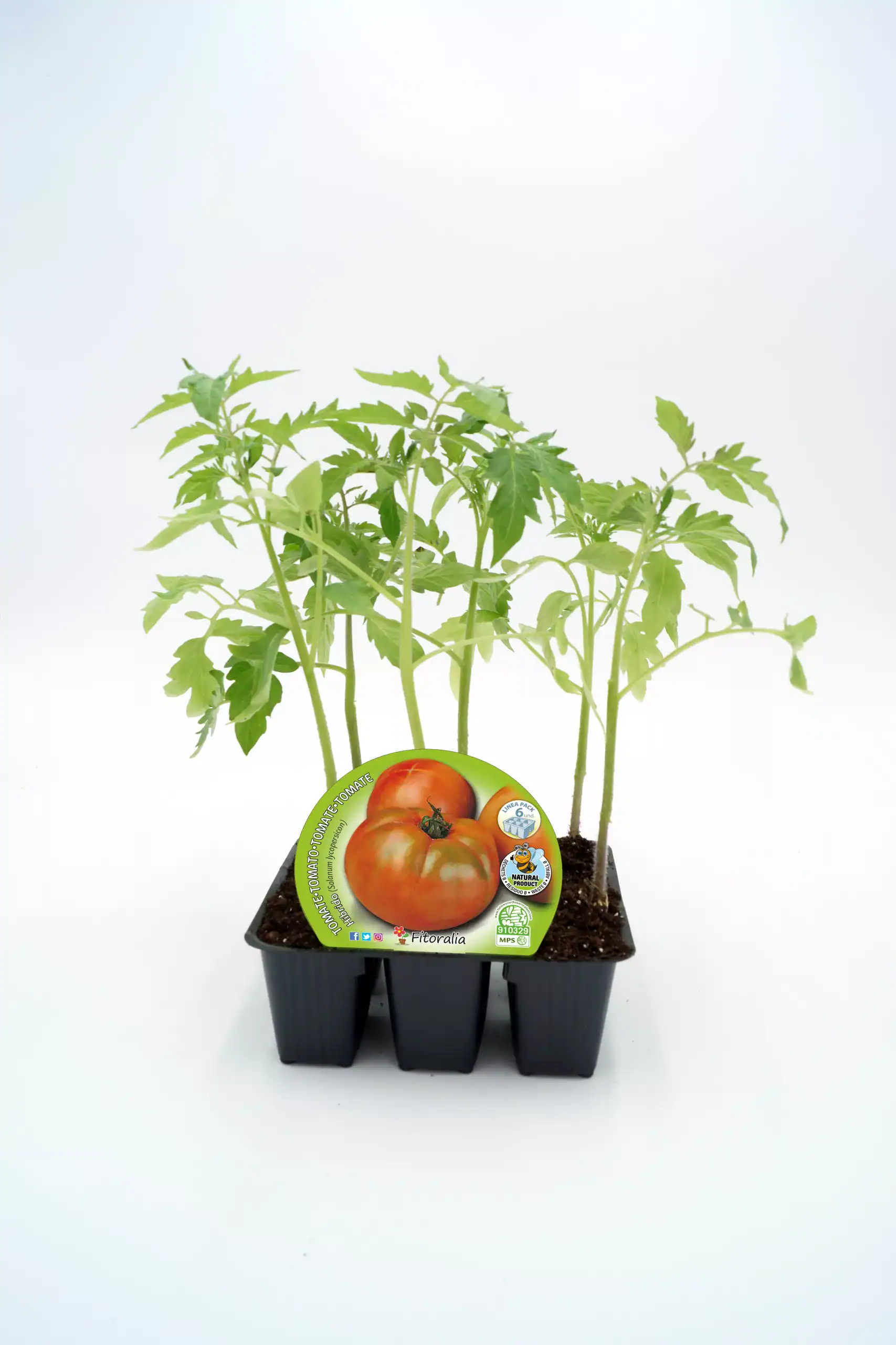 Tomatera orgánica en maceta, cultivo de tomate de huerto ecológico, plantas de tomate frescas, agricultura sostenible, agricultura ecológica, huerto urbano, semillas de tomate.