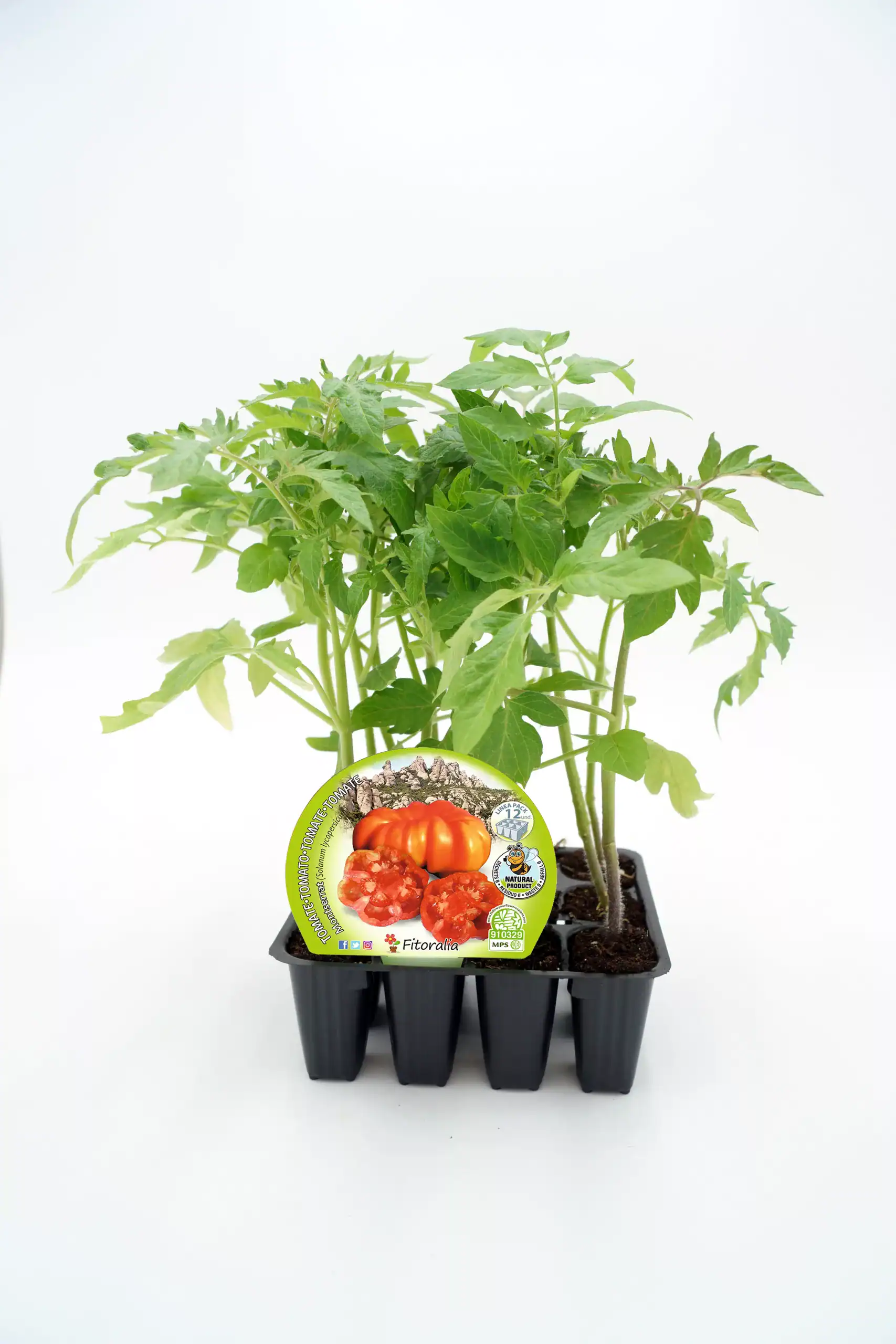 Tomatera ecológica en tiesto, cultivo de tomate orgánico, huerto ecológico, plantón de tomate biodinámico, agricultura sostenible y saludable.
