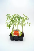 Tomates en maceta, planta de tomate joven cultivada en huerto orgánico, con etiqueta de semillas de tomate biodinámico Huerto.Bio.