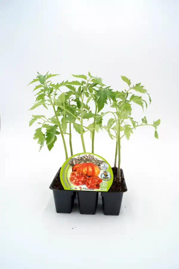 Tomates en maceta, planta de tomate joven cultivada en huerto orgánico, con etiqueta de semillas de tomate biodinámico Huerto.Bio.