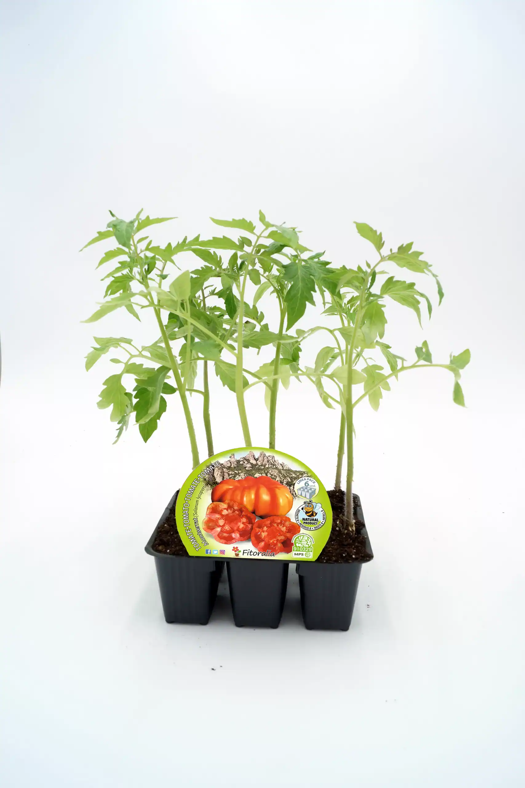 Tomates en maceta, planta de tomate joven cultivada en huerto orgánico, con etiqueta de semillas de tomate biodinámico Huerto.Bio.