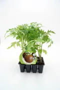 Tomatera en maceta, planta ecológica de tomate cherry natural y saludable, ideal para cultivo casero y jardinería sostenible, certificada y libre de químicos.